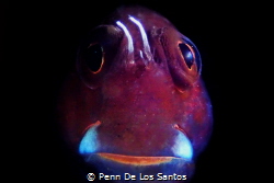 I was shooting for brooding cardinal fish when I noticed ... by Penn De Los Santos 